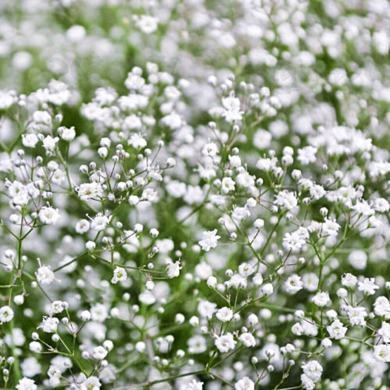 Гіпсофіла Festival White (Plantpol)