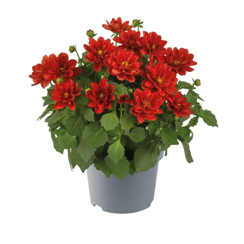 Жоржина Dalina Mini Red