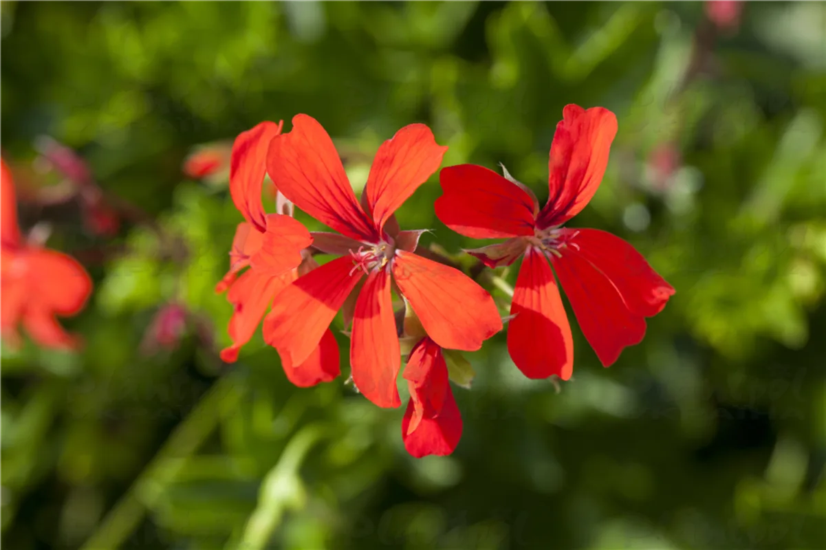 Пеларгонія ампельна Kaskadowa VDP Rot