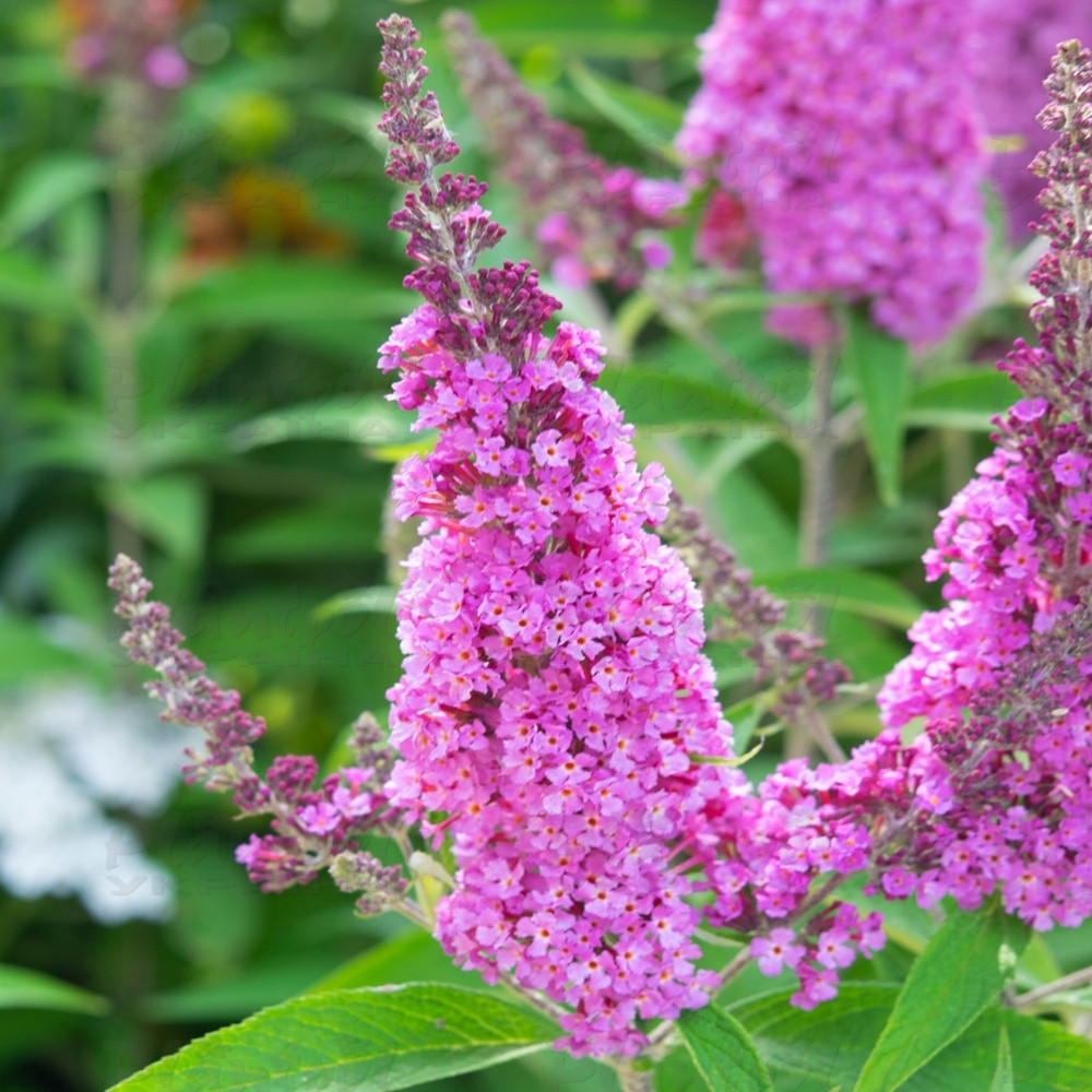 Будлея Buzz Candy Pink (Plantpol)