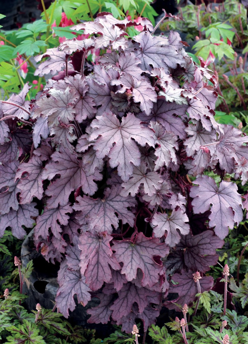 Гейхерела Plum Cascade (Vitroflora)