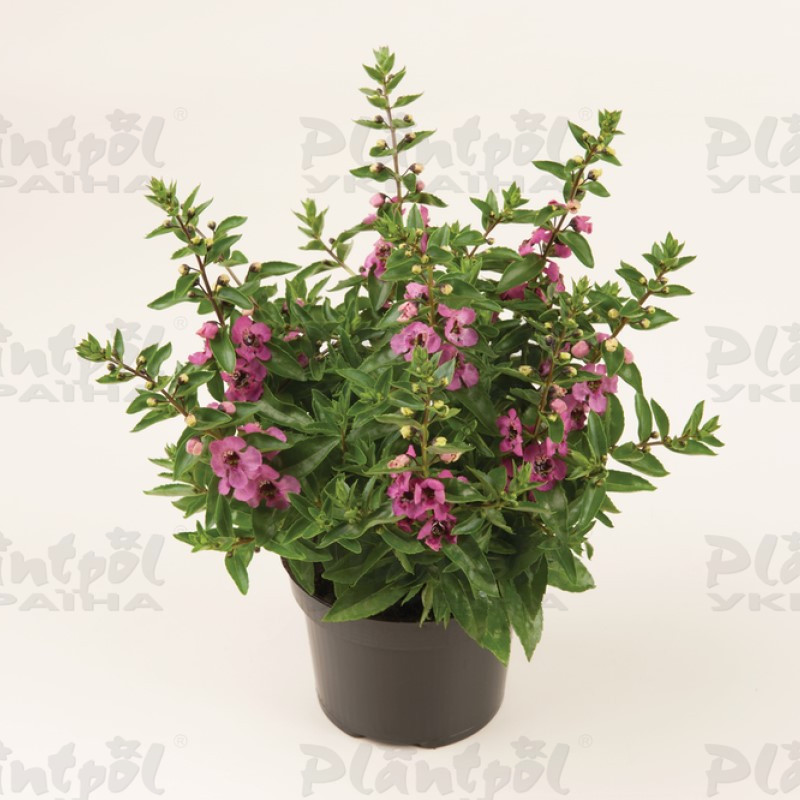 Ангелонія angustifolia Serenita® Pink (288 палета/Florensis)