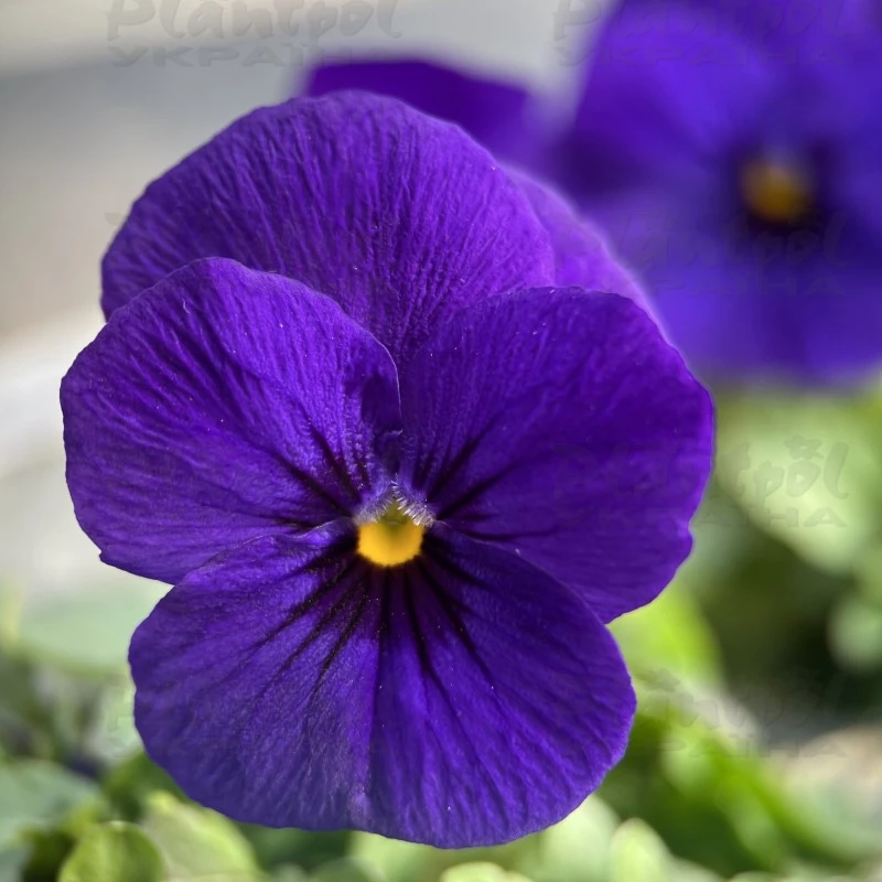 Садовий центр Плантпол-Україна, фото 10