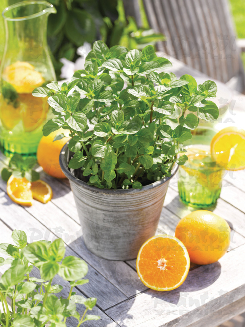 М'ята piperita f.citrata Orange