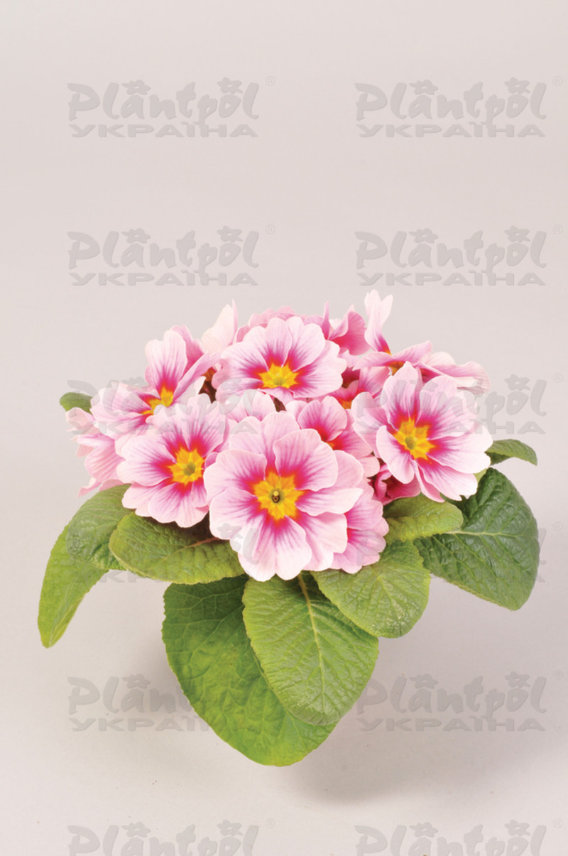 Примула vulgaris Unistar F1 Appleblossom