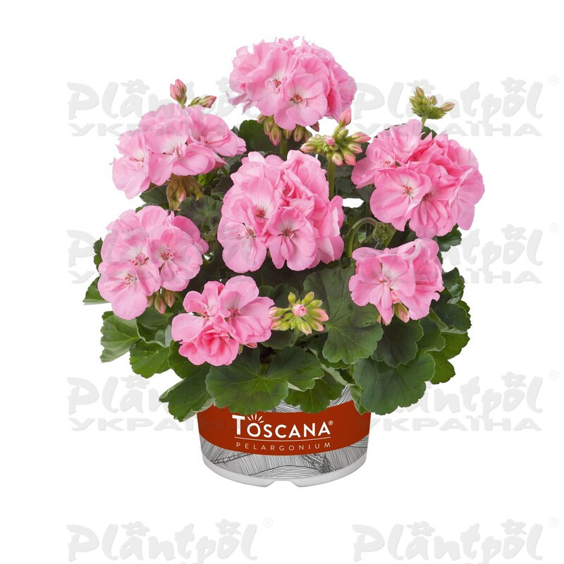 Пеларгонія зональна Trend Gesa Light Pink