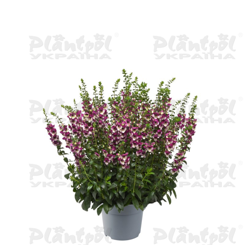 Ангелонія AngelDance Fuchsia Bicolour