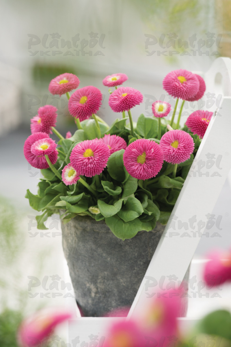 Стокротки bellis perennis Bella Rose (288 палета)