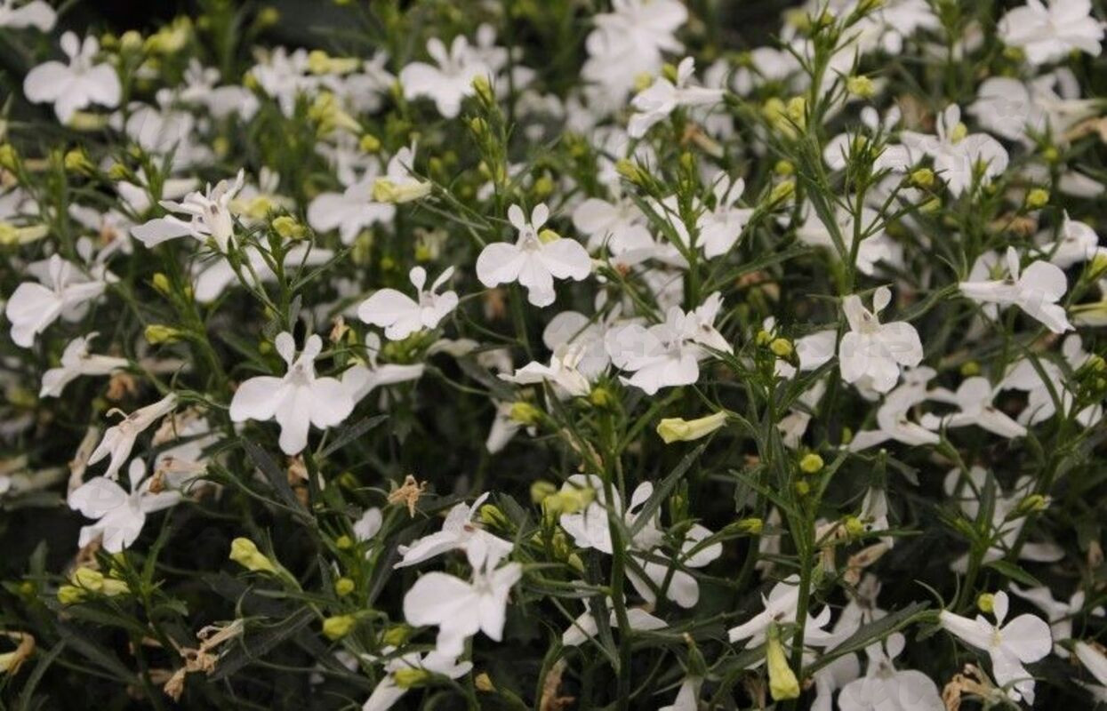 Лобелія Lobelix White