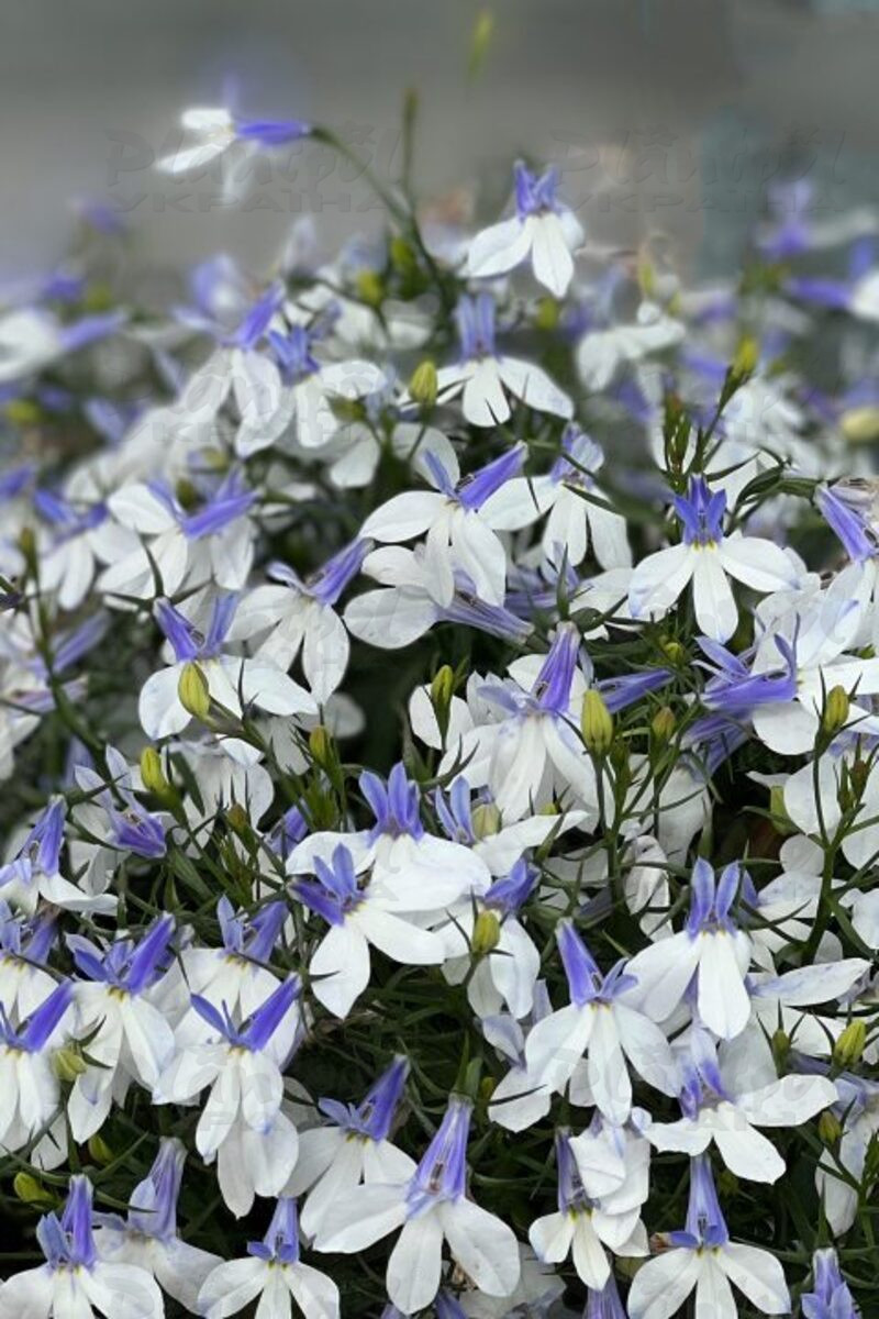Лобелія Hotpot Blue Crest
