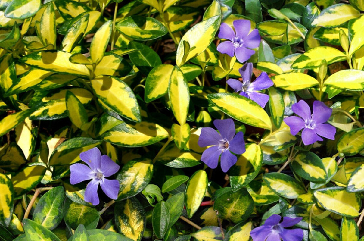 Барвінок (Vinca) minor Illumination (Vitroflora)