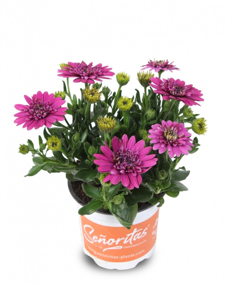 Oстеоспермум Senorita Double Violet (Vitroflora)