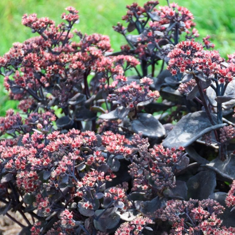 Седум Rock N Grow Back in Black (Plantpol)