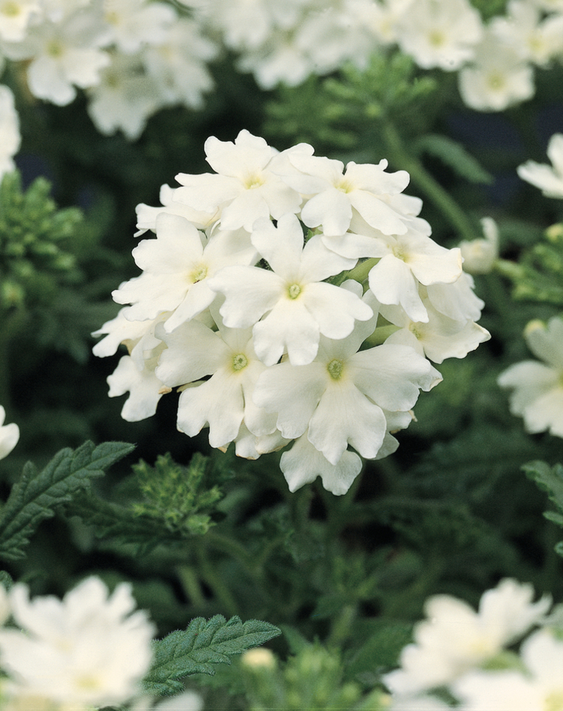 Вербена hybrida Obsession® White (510 палета/Florensis)