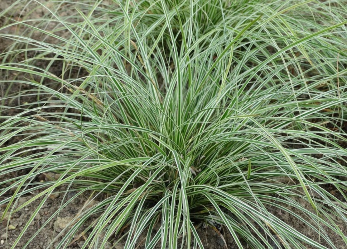 Карекс conica Hime Kansuge (Vitroflora)