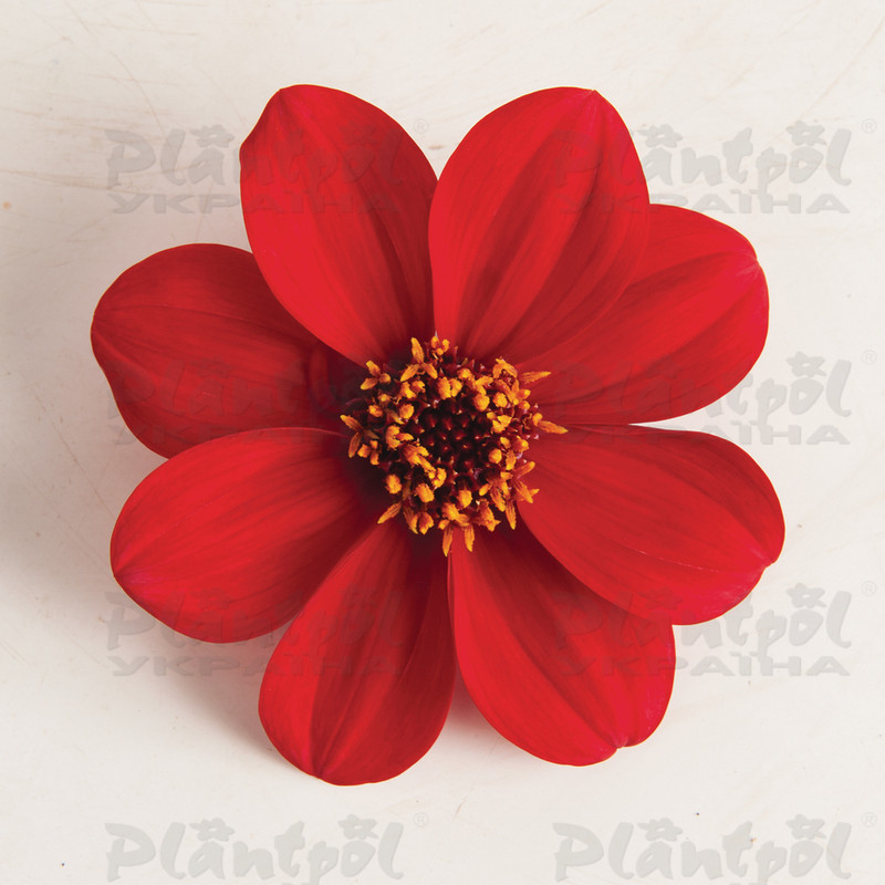 Жоржина Happy Days Red (84 палета/Florensis)