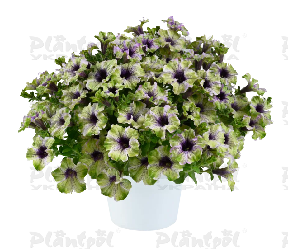 Петунія Go-Tunia Amazonas Plum Cockatoo