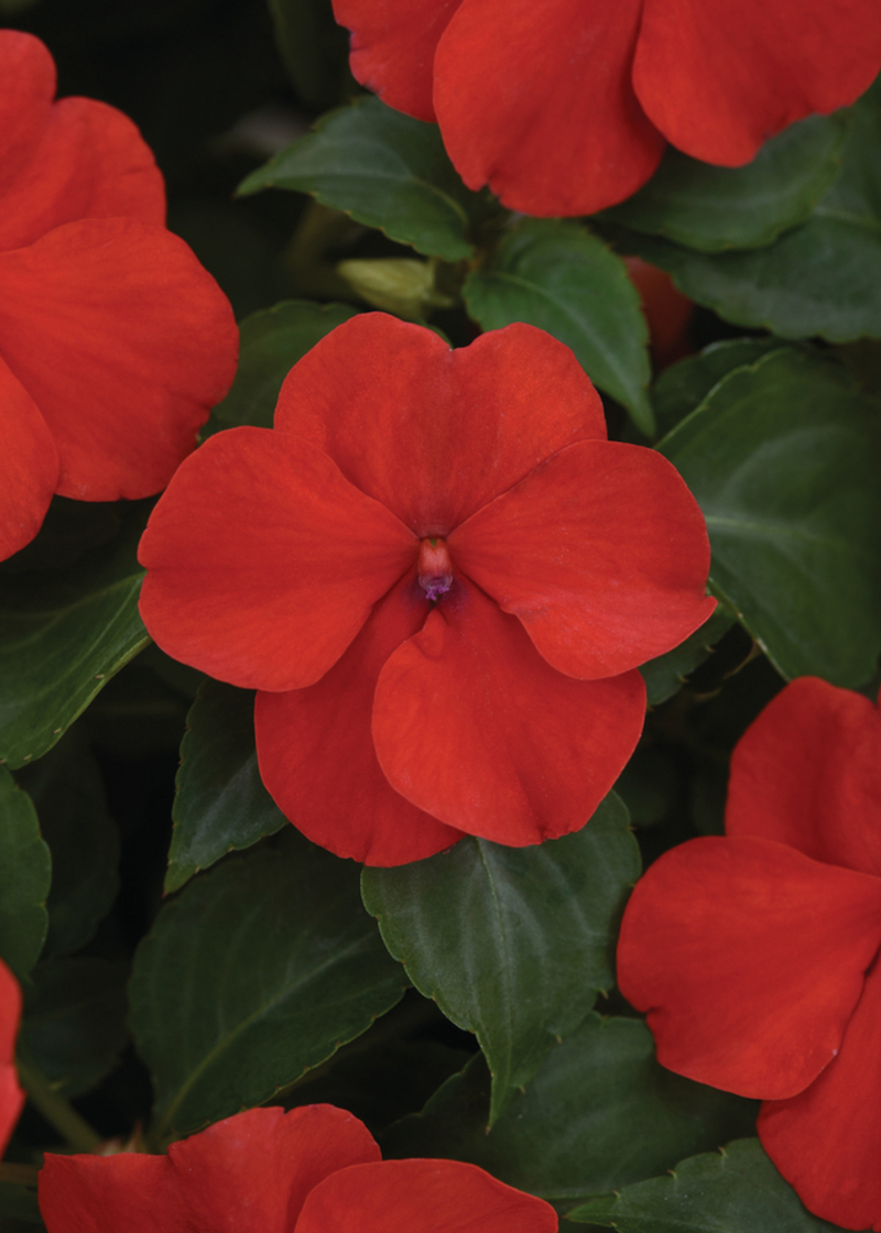 Імпатієнс walleriana Beacon Bright Red (288 палета/Florensis)