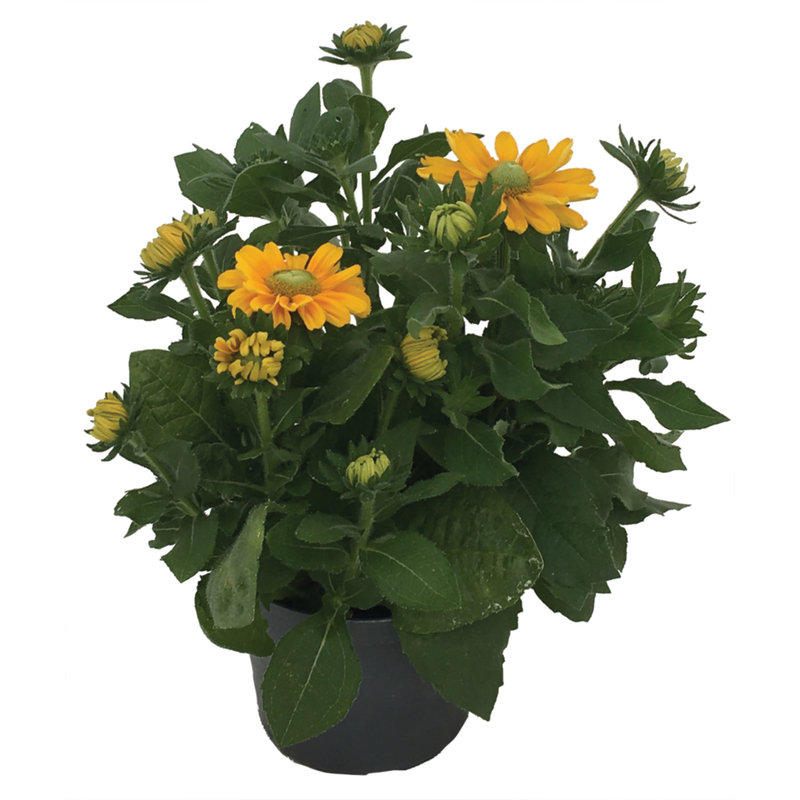 Рудбекія hirta Amarillo Gold (288 палета/Florensis)