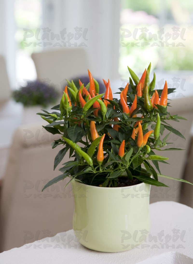 Капсікум annuum Santos Orange (288 палета/Florensis)