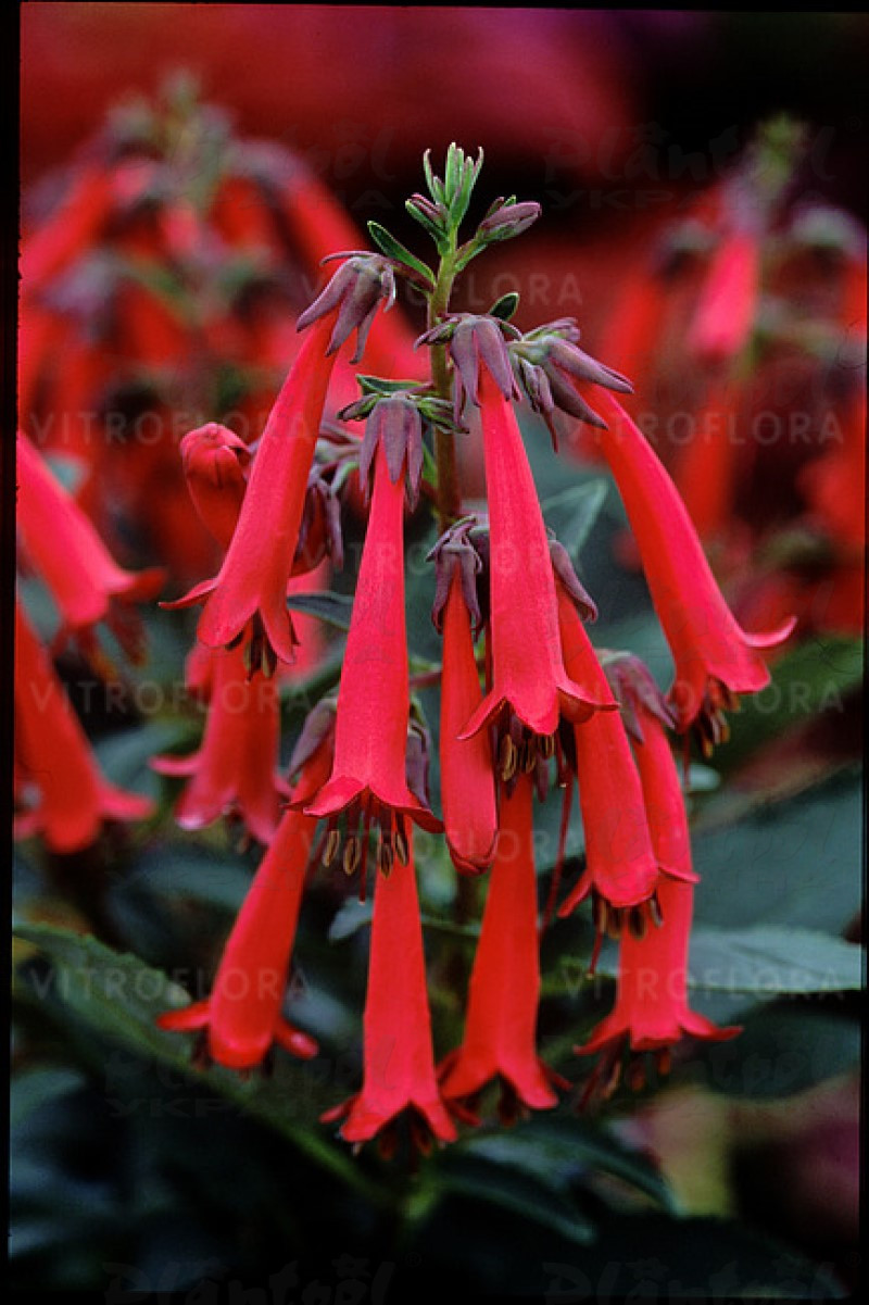 Фігеліус Candy Drops Red (Vitroflora)