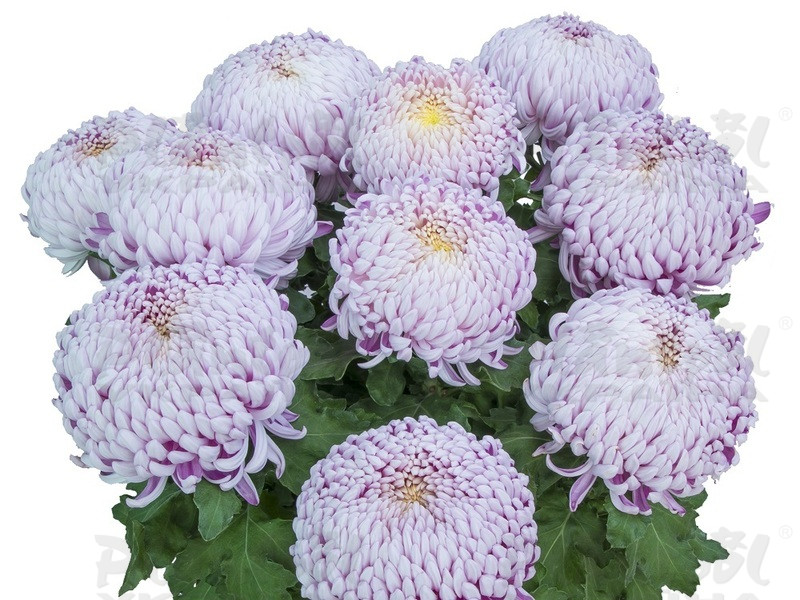 Хризантема великоквіткова горшкова Agora Mauve