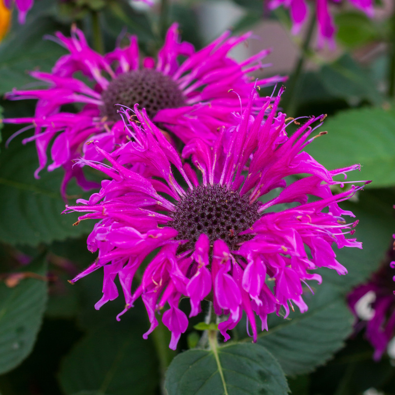 Монарда Bee-Free (Vitroflora)