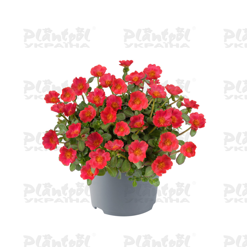 Портулак Pazzaz Nano Tropical Punch (180 палета/Florensis)