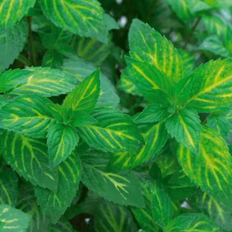 М'ята gracilis Ginger
