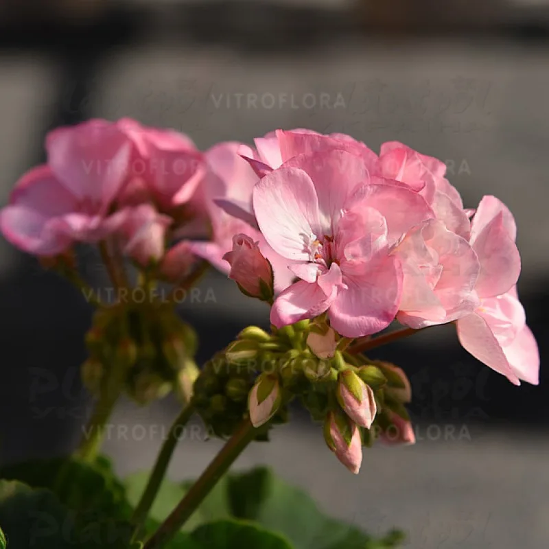 Фото 2