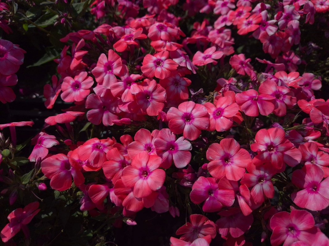 Флокс paniculata Bee Best Salmon (128 палета/Florensis)