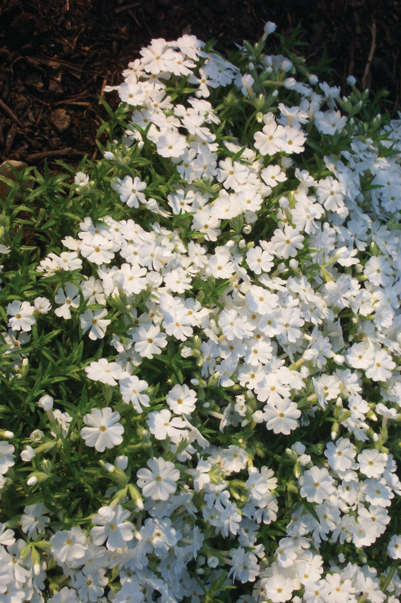 Флокс subulata White Delight (180 палета/Florensis)