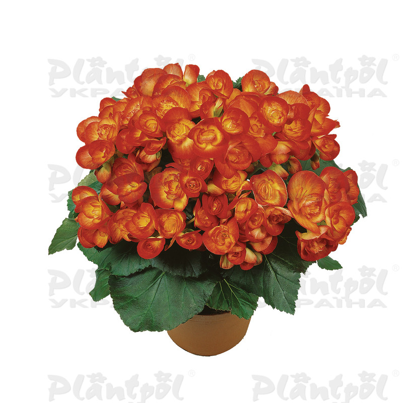 Бегонія Elatior Carneval