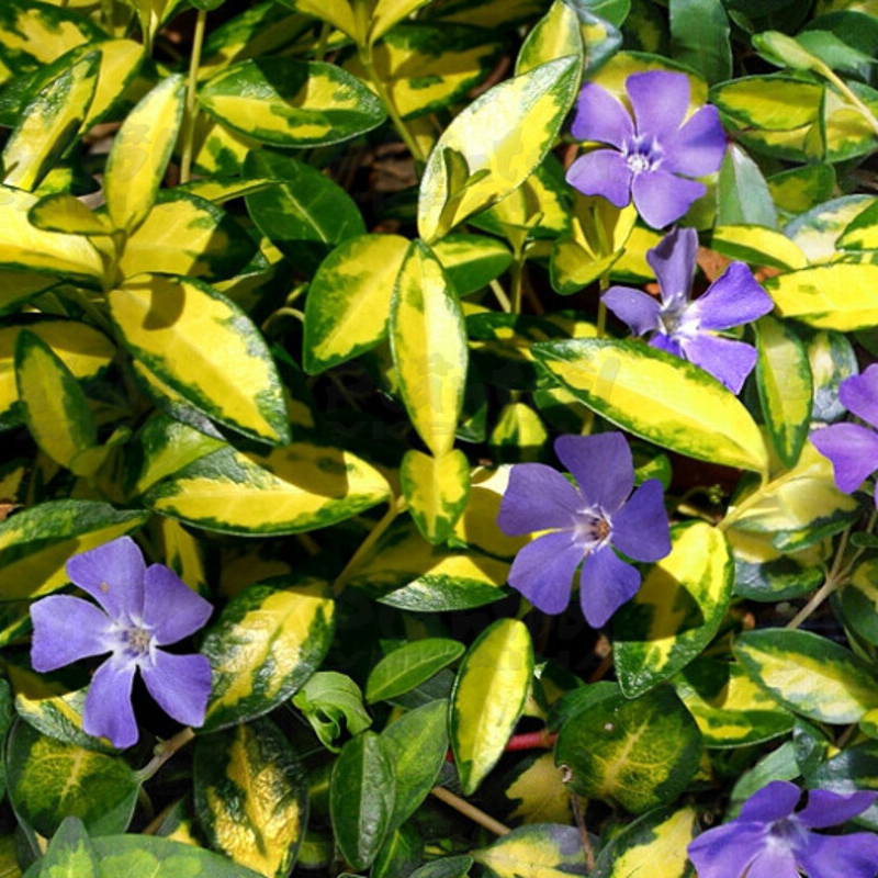 Барвінок (Vinca) Illumination (Plantpol)