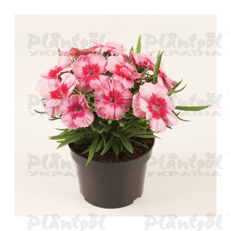 Гвоздика Coronet F1 Strawberry (288 палета/Florensis)