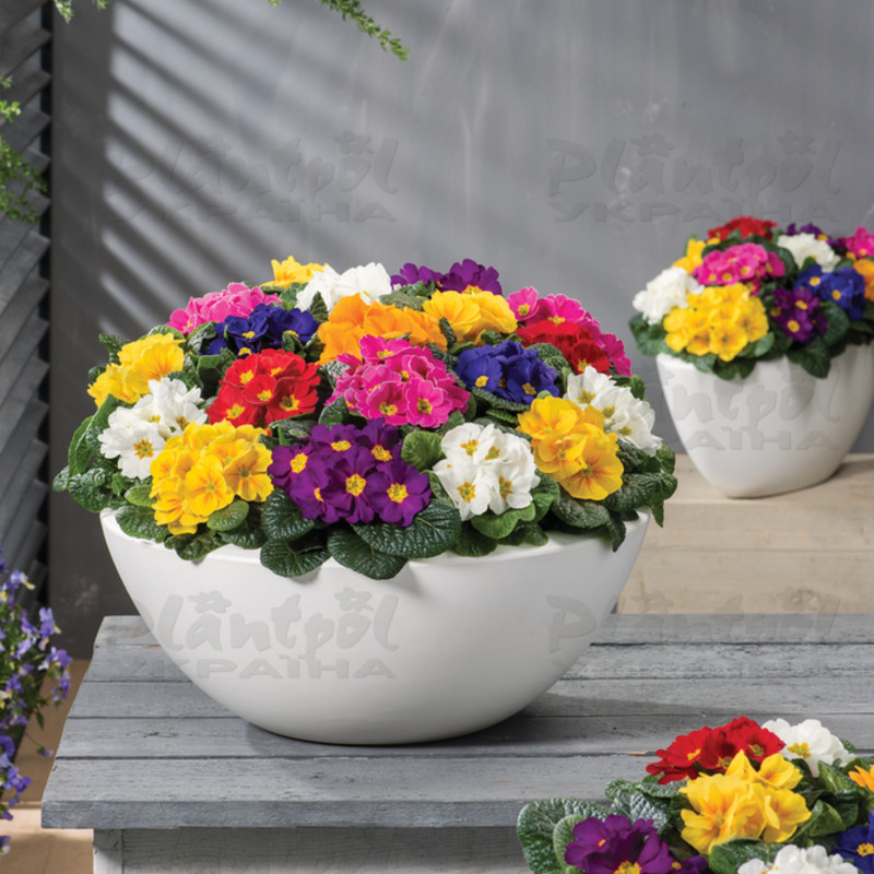 Примула vulgaris Salome® F1 Happy Mix