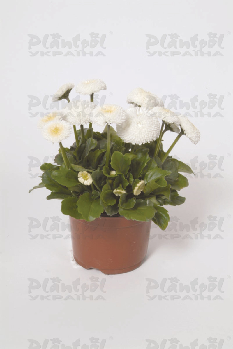 Стокротки bellis perennis Bellissima White (288 палета)