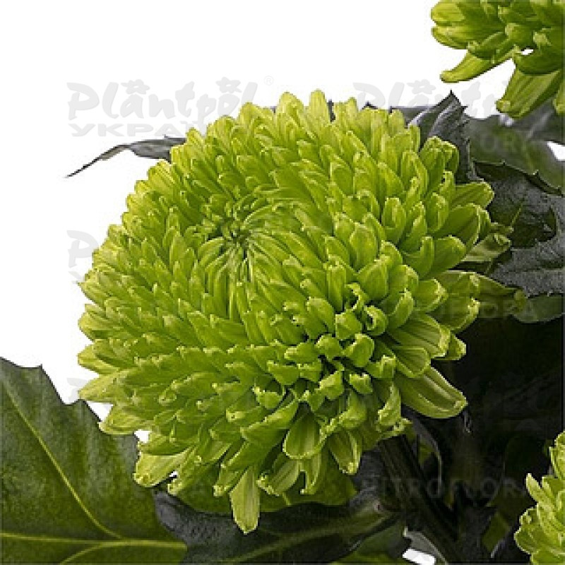 Хризантема зрізна одноголова Alemani (Vitroflora)