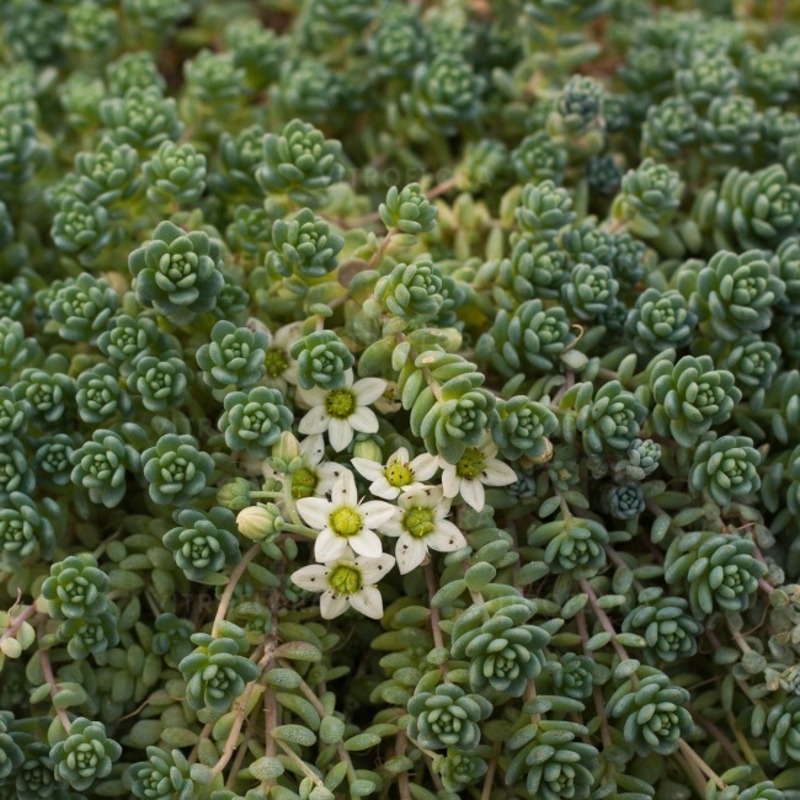 Седум ґрунтопокривний dasyphyllum (Vitroflora)