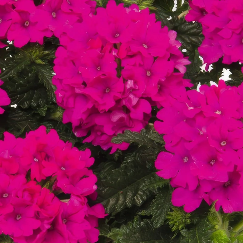 Вербена Lindollena Magenta