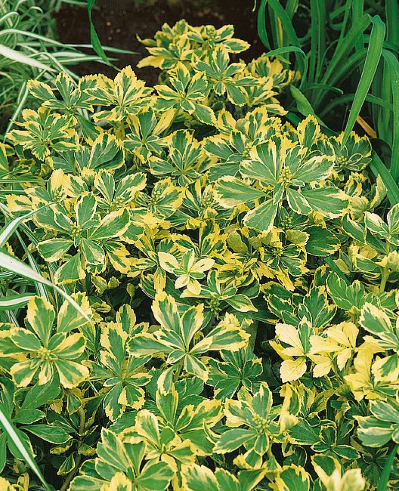 Пахісандра Variegata (Vitroflora)