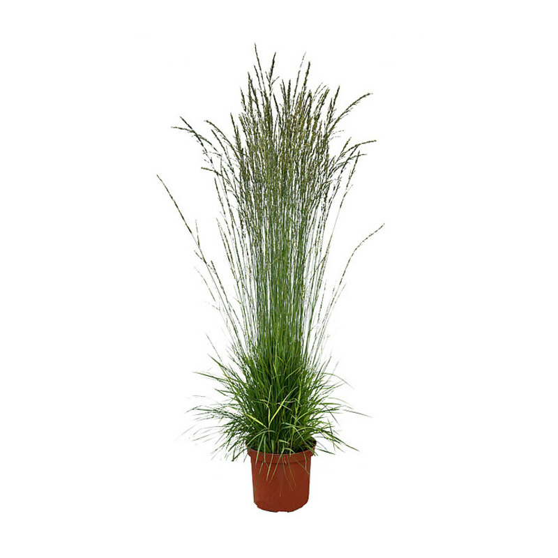 Молінія caerulea Torch (Vitroflora)