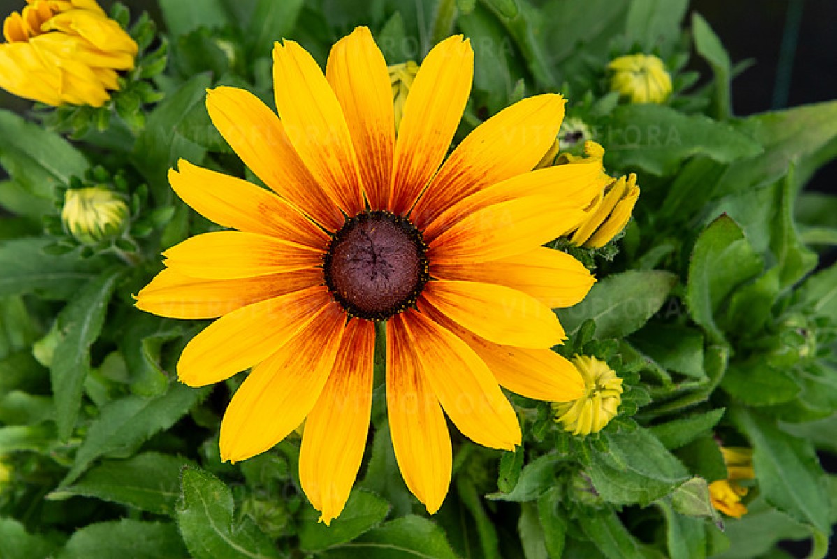 Рудбекія Sunbeckia® Marilyn (Vitroflora)