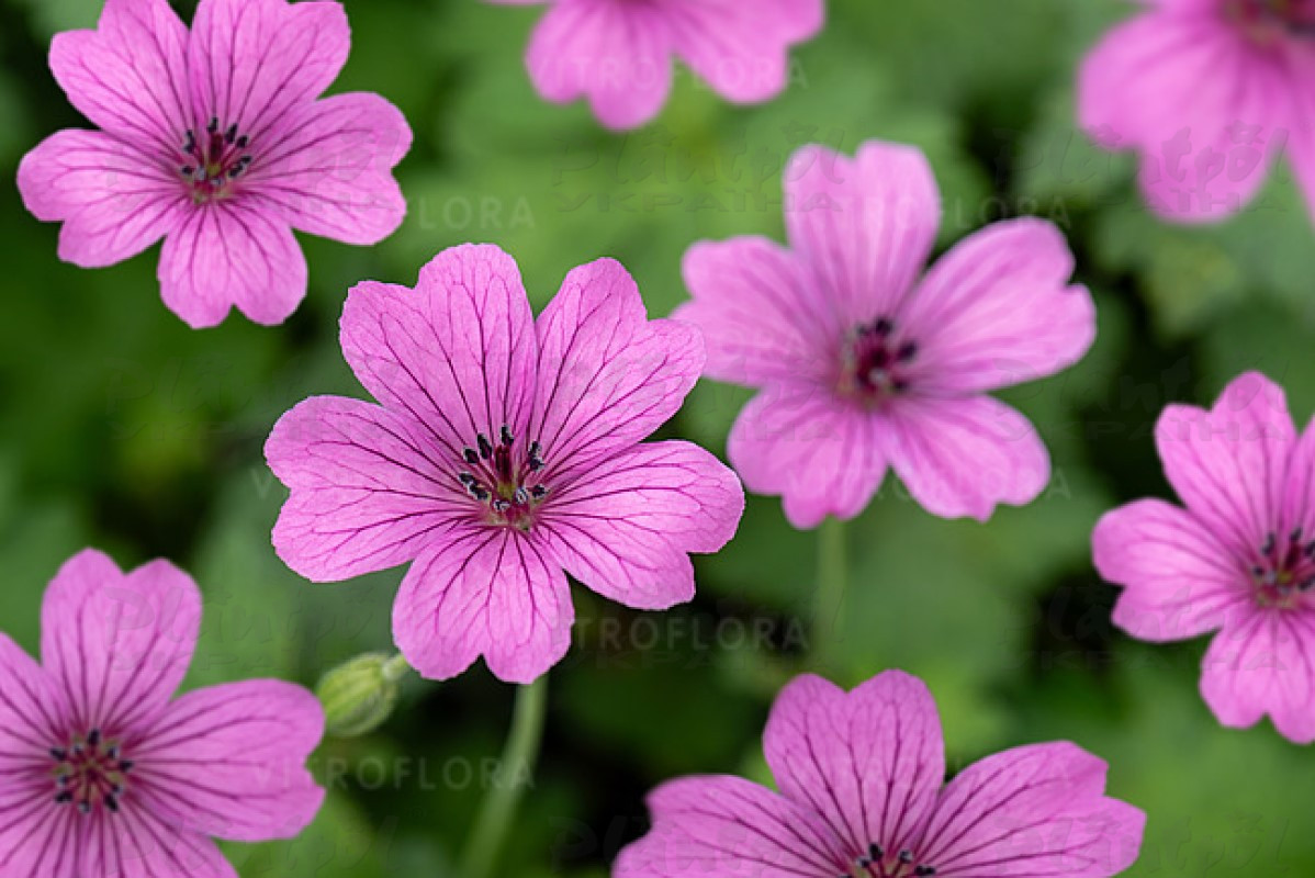 Герань Ballerina (Vitroflora)