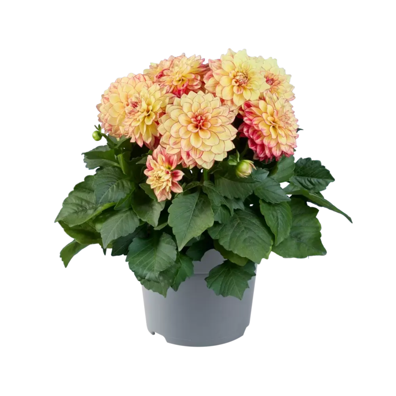 Жоржина Dalina MidiMax Yellow Red Bicolor