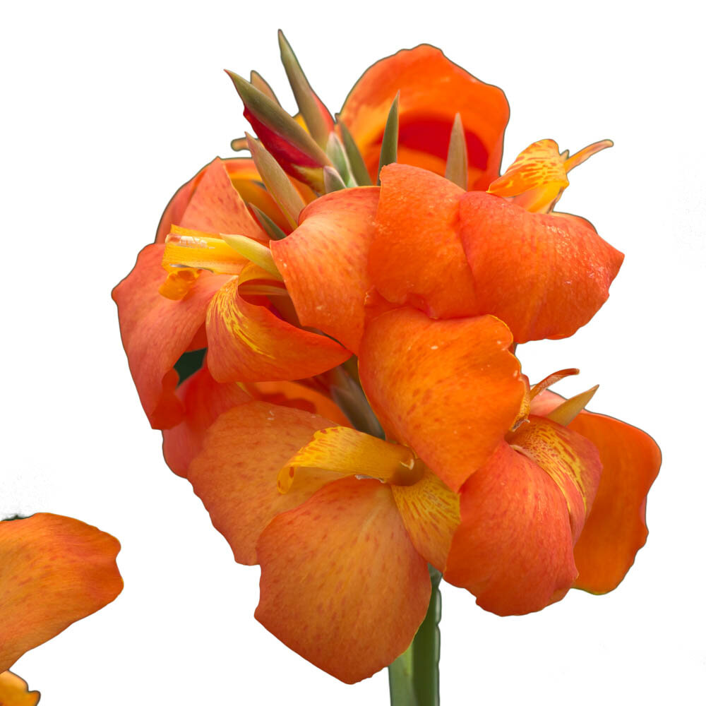 Канна Cannova Orange Shades