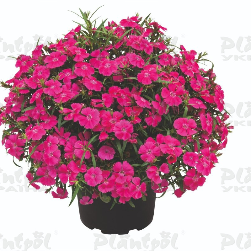 Гвоздика Summer Diamonds Little Rose