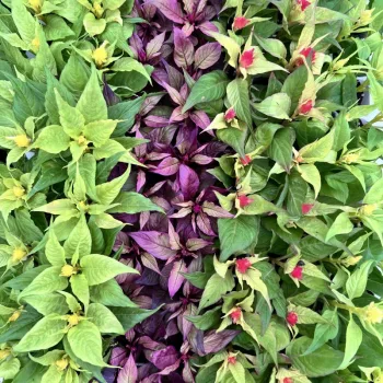 Фото 2