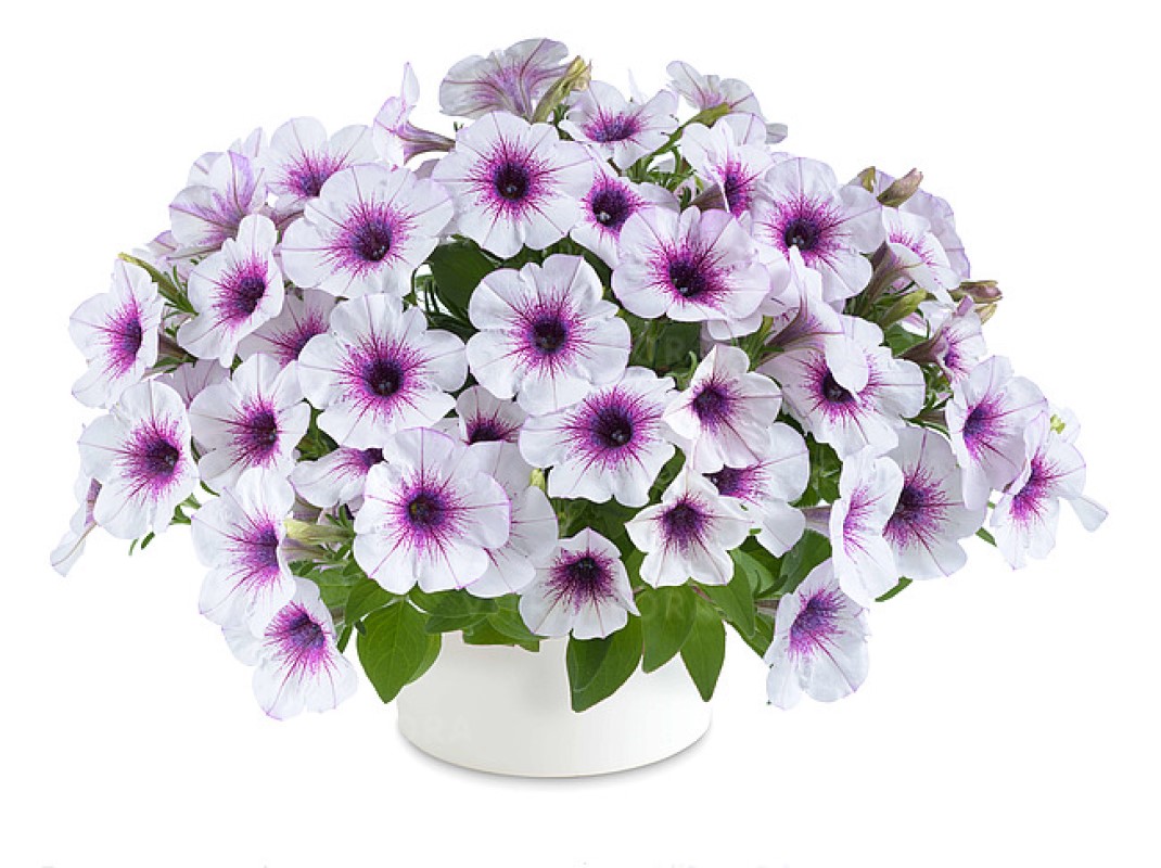 Петунія Capella Purple Veins