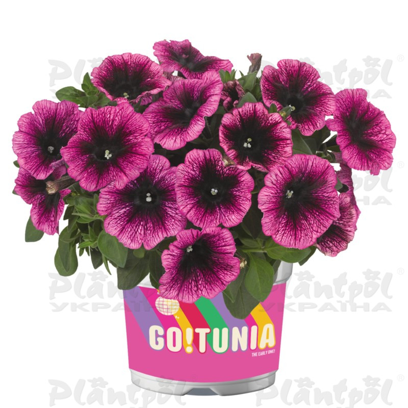 Петунія Go-Tunia Dark Purple Vein